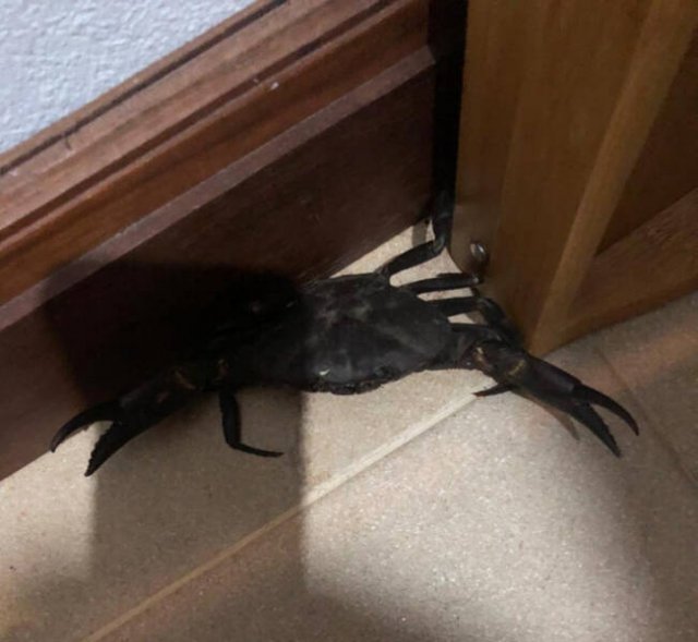 Creepy Finds And Situations (18 pics)