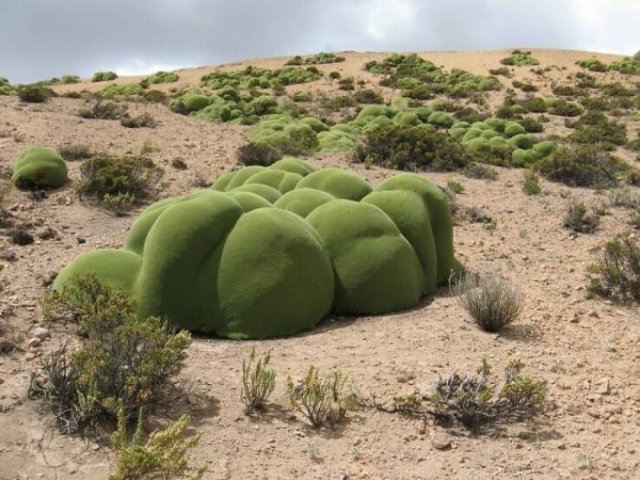 Unusual Finds In The Desert (23 pics)