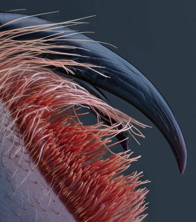 Best Works From Macro Photography Competitions (30 pics) Best Works From Macro Photography Competitions (30 pics)