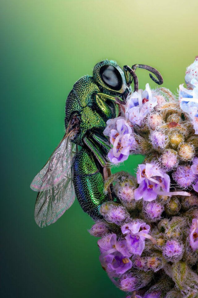 Best Works From Macro Photography Competitions (30 pics) Best Works From Macro Photography Competitions (30 pics)
