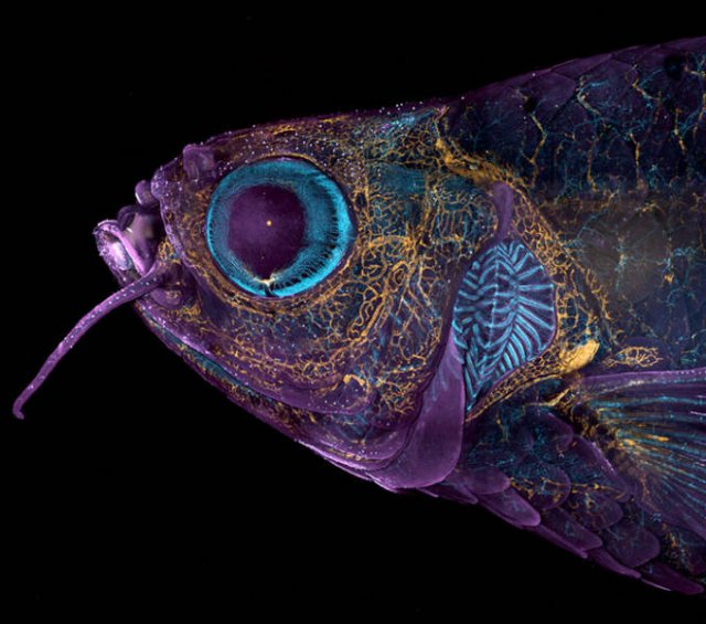 Best Works From Macro Photography Competitions (30 pics) Best Works From Macro Photography Competitions (30 pics)