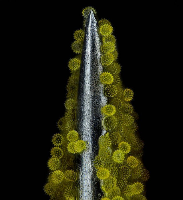 Best Works From Macro Photography Competitions (30 pics) Best Works From Macro Photography Competitions (30 pics)