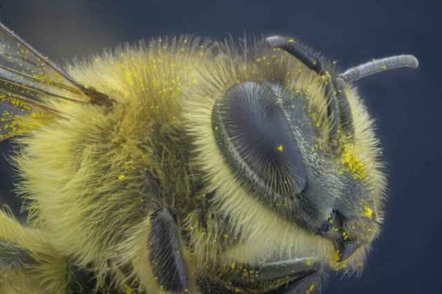 Best Works From Macro Photography Competitions (30 pics) Best Works From Macro Photography Competitions (30 pics)