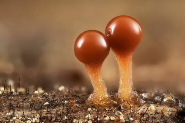 Best Works From Macro Photography Competitions (30 pics) Best Works From Macro Photography Competitions (30 pics)