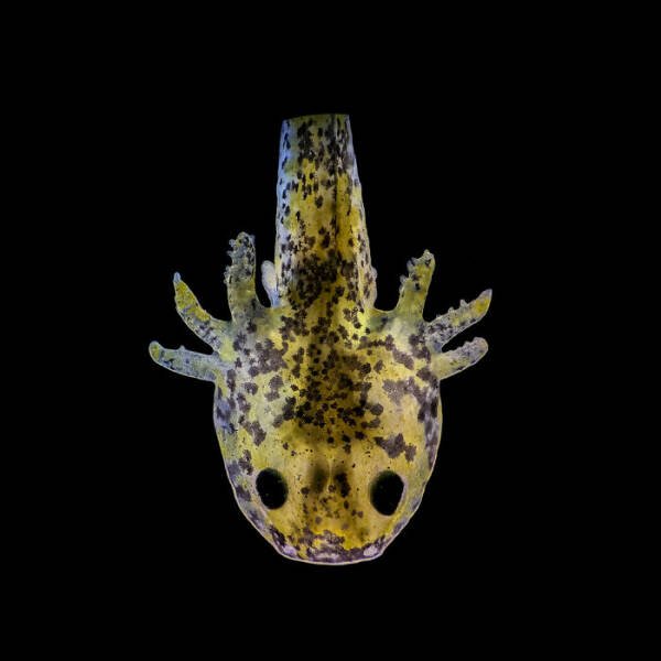 Best Works From Macro Photography Competitions (30 pics) Best Works From Macro Photography Competitions (30 pics)