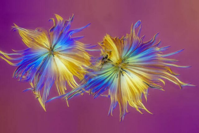 Best Works From Macro Photography Competitions (30 pics) Best Works From Macro Photography Competitions (30 pics)