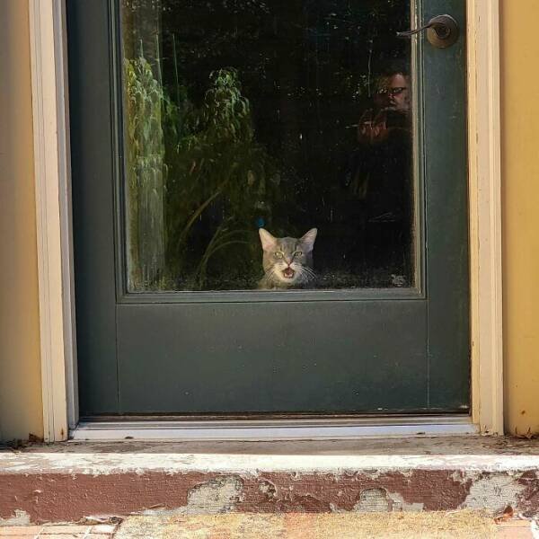 People Tell Why Their Pets Meow (25 pics)