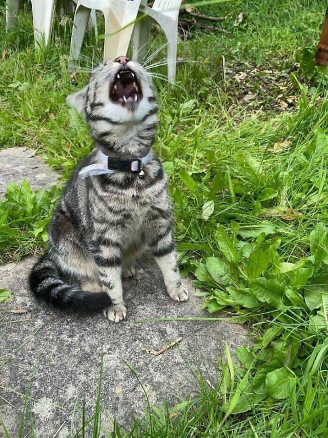 People Tell Why Their Pets Meow (25 pics)
