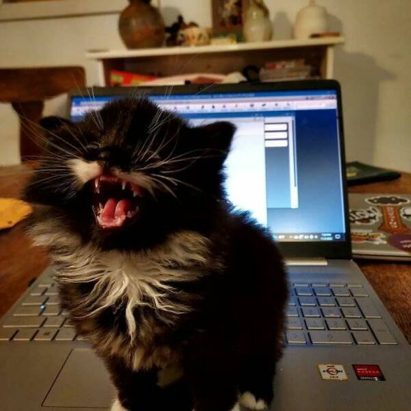 People Tell Why Their Pets Meow (25 pics)