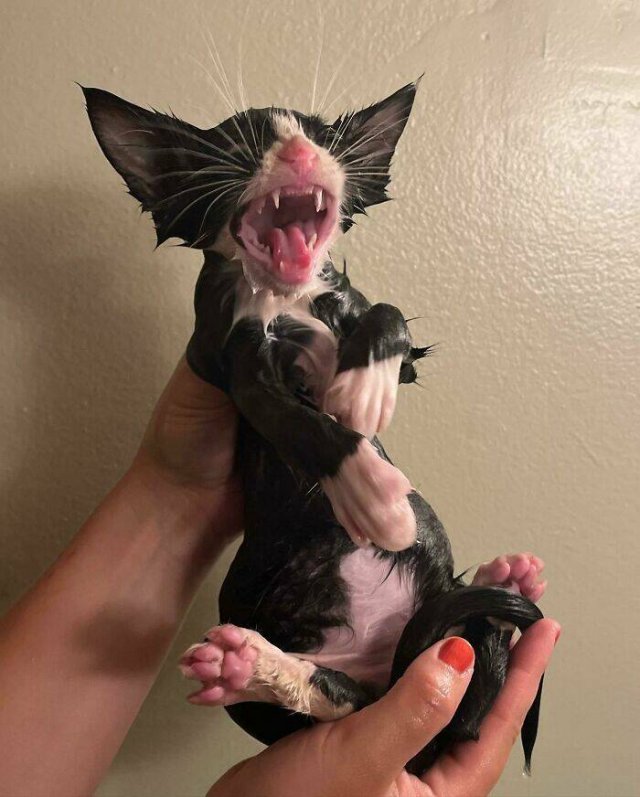 People Tell Why Their Pets Meow (25 pics)