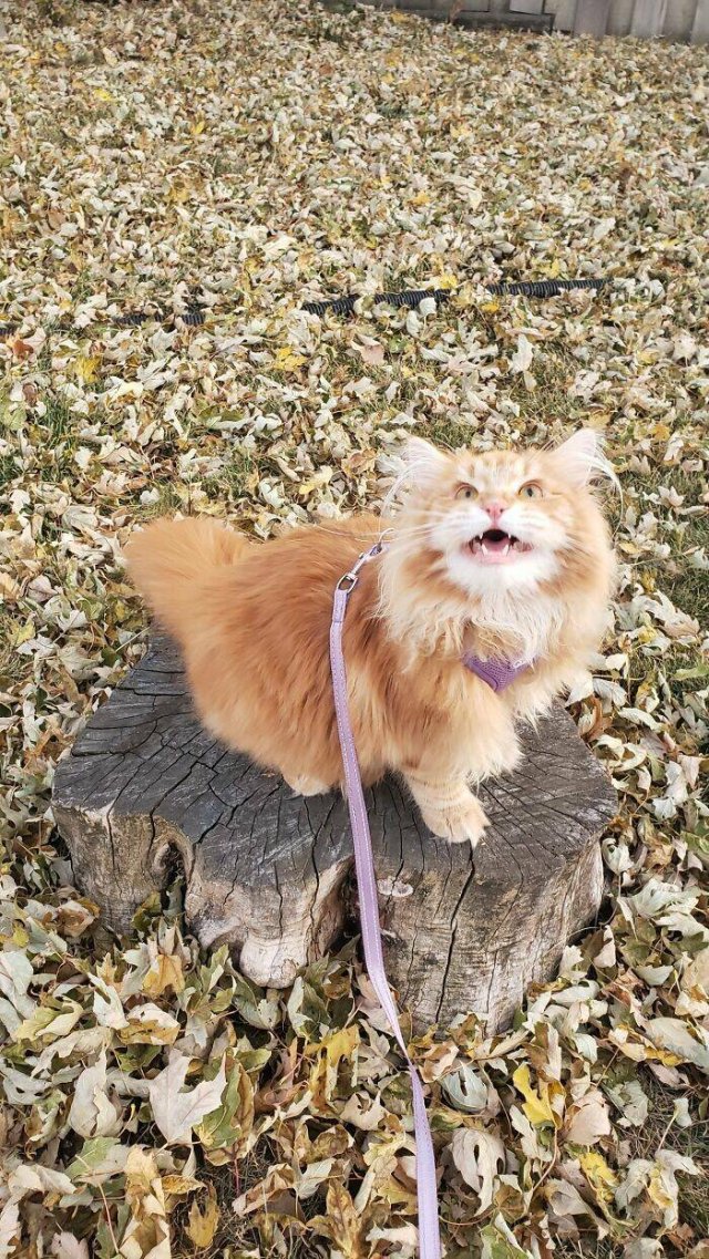People Tell Why Their Pets Meow (25 pics)