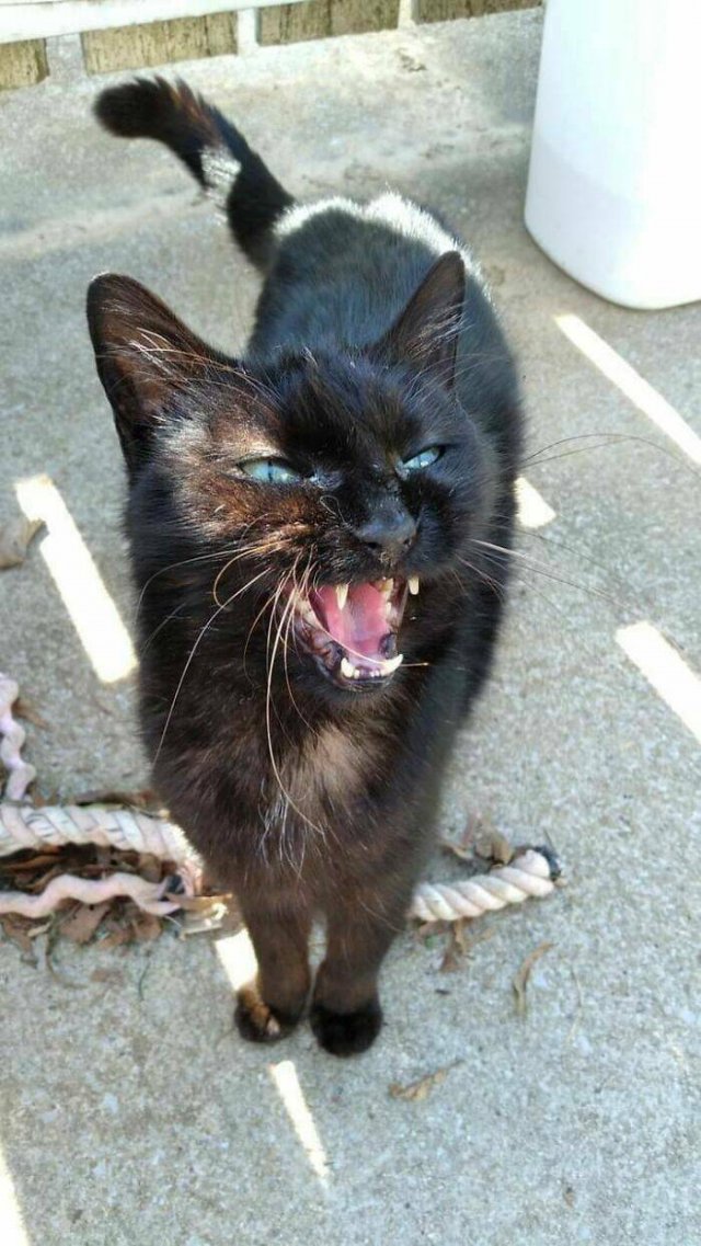 People Tell Why Their Pets Meow (25 pics)