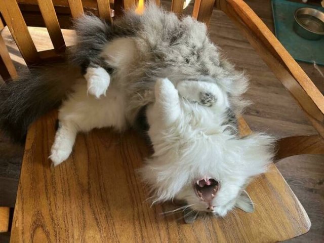 People Tell Why Their Pets Meow (25 pics)