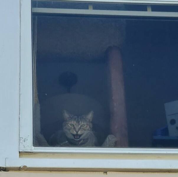 People Tell Why Their Pets Meow (25 pics)