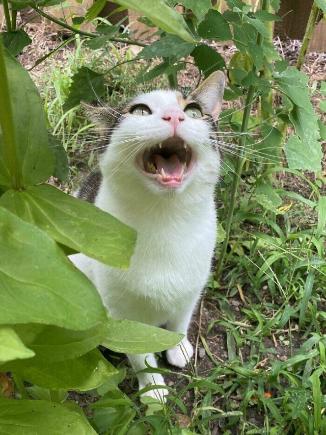 People Tell Why Their Pets Meow (25 pics)