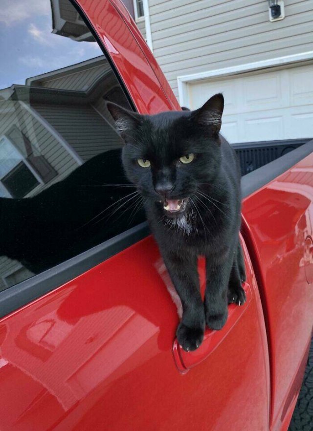 People Tell Why Their Pets Meow (25 pics)