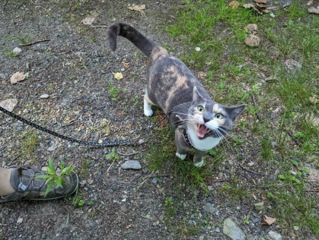 People Tell Why Their Pets Meow (25 pics)