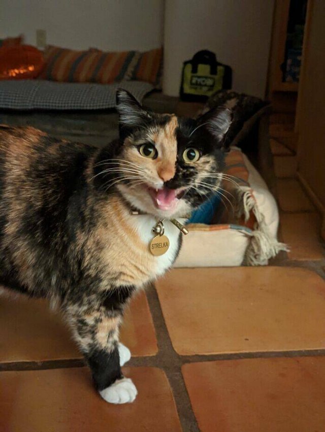 People Tell Why Their Pets Meow (25 pics)
