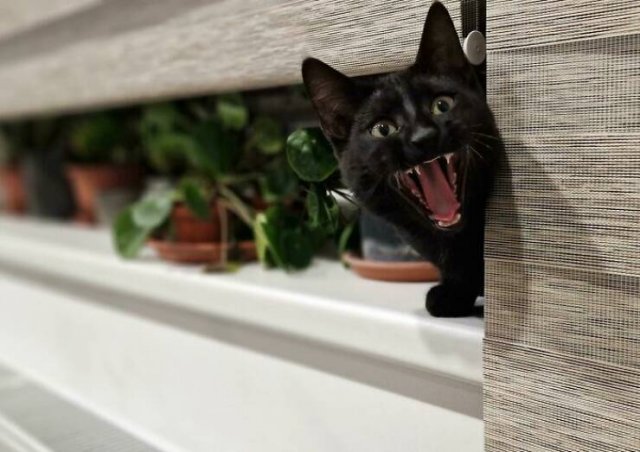 People Tell Why Their Pets Meow (25 pics)