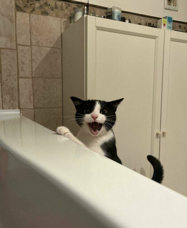 People Tell Why Their Pets Meow (25 pics)