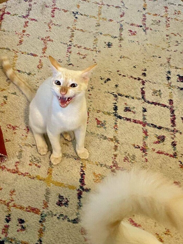 People Tell Why Their Pets Meow (25 pics)