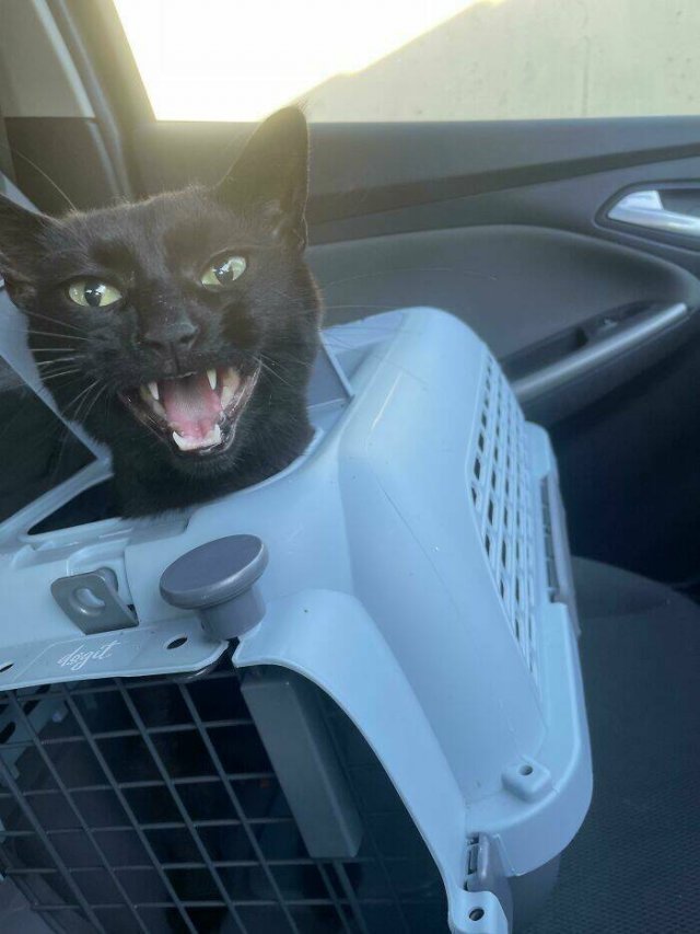People Tell Why Their Pets Meow (25 pics)