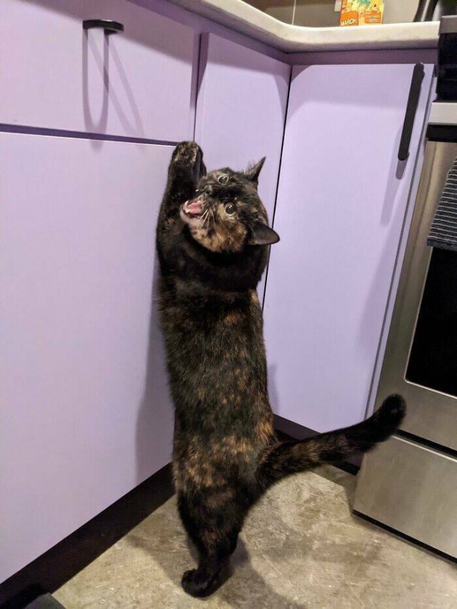 People Tell Why Their Pets Meow (25 pics)