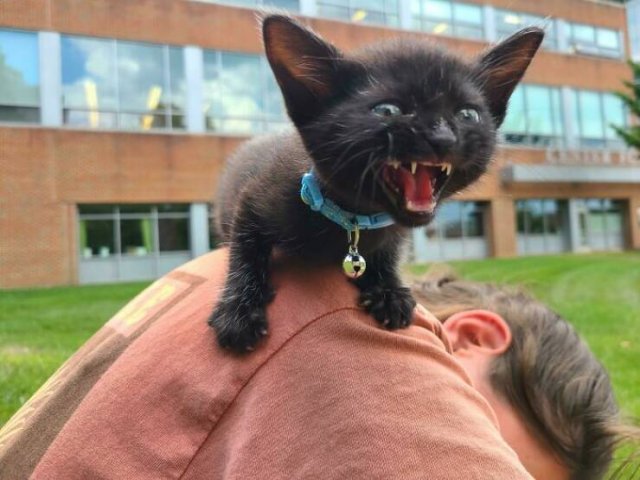 People Tell Why Their Pets Meow (25 pics)