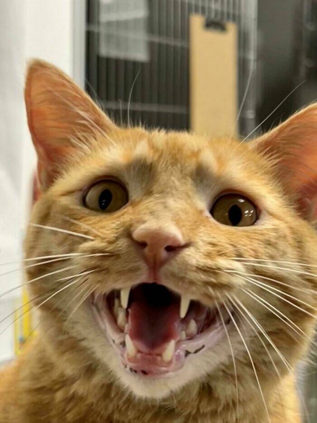 People Tell Why Their Pets Meow (25 pics)