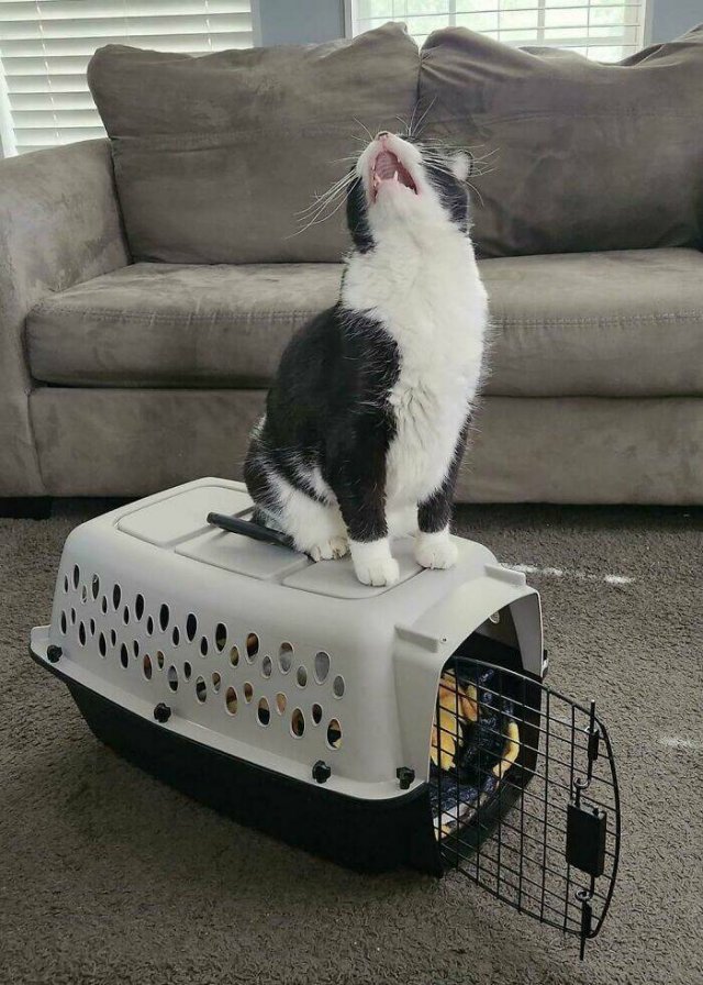 People Tell Why Their Pets Meow (25 pics)