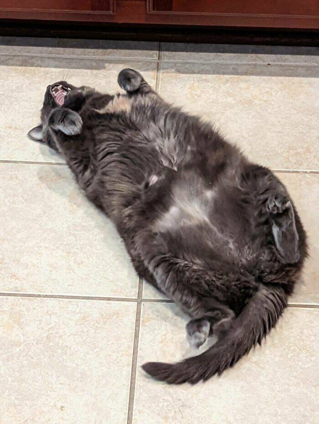People Tell Why Their Pets Meow (25 pics)