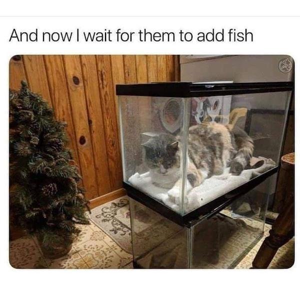 Funny Memes (31 pics)