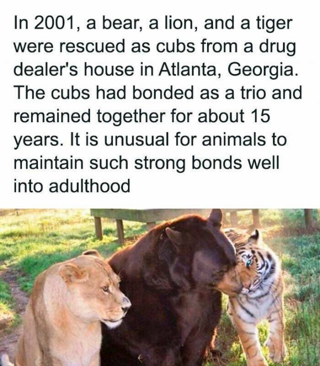 Interesting Facts (25 pics)