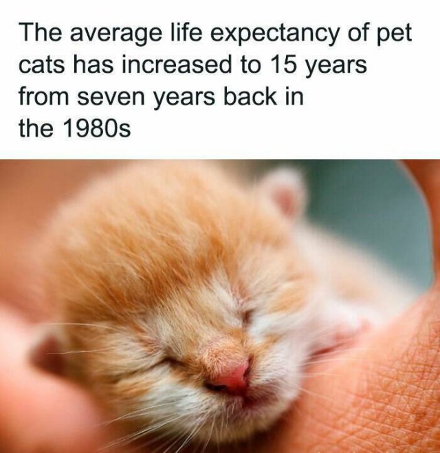Interesting Facts (25 pics)