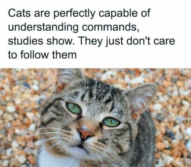 Interesting Facts (25 pics)