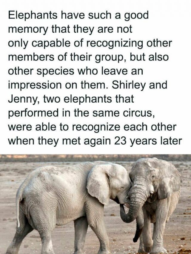 Interesting Facts (25 pics)