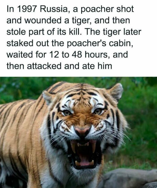 Interesting Facts (25 pics)