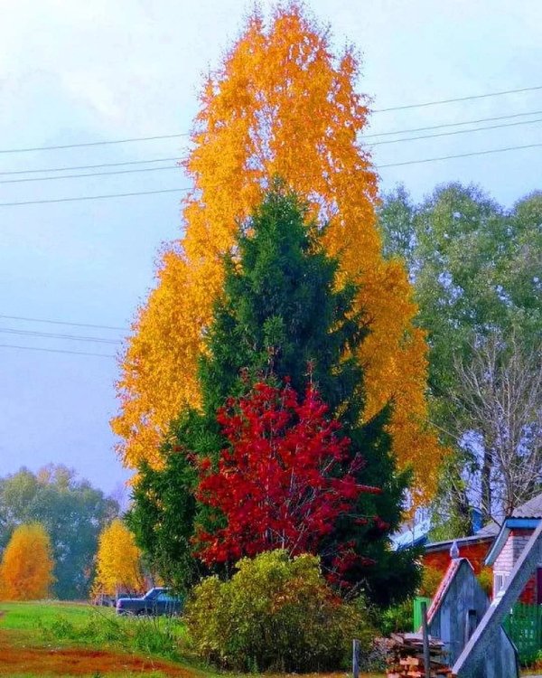 Work Of Perfectionists (19 pics) Work Of Perfectionists (19 pics)