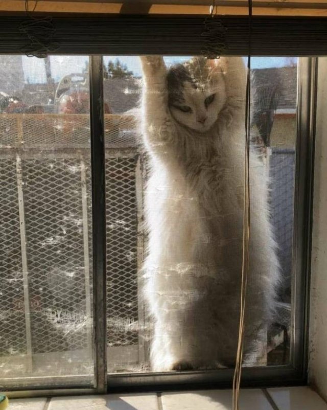 Cat Owners Know This (21 pics)