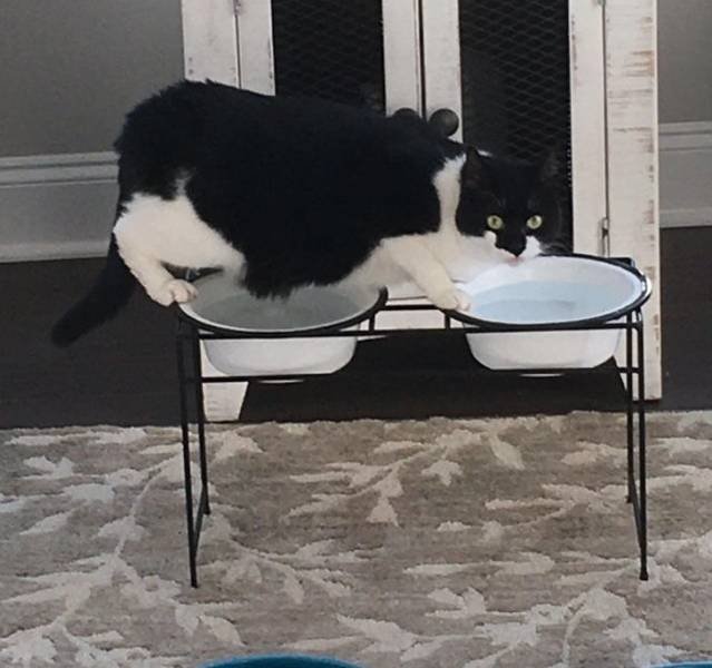 Cat Owners Know This (21 pics)