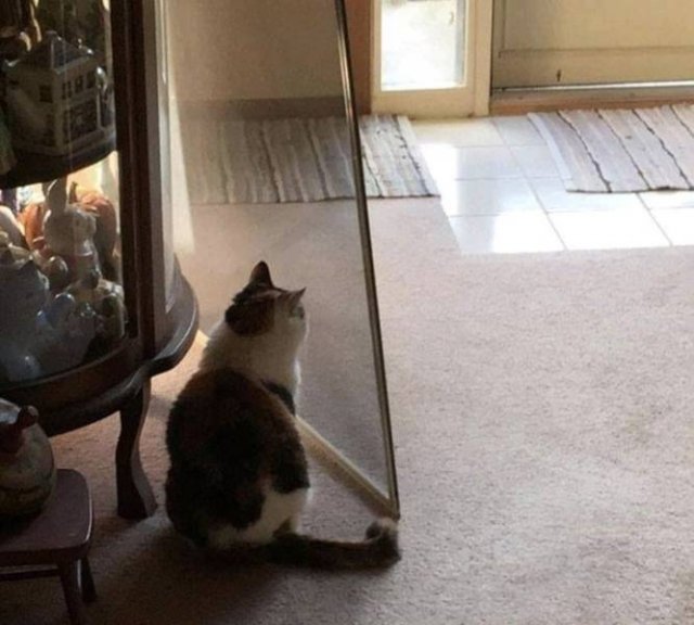 Cat Owners Know This (21 pics)
