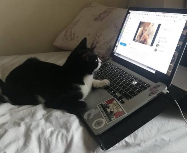 Never Leave Pets Alone (22 pics) Never Leave Pets Alone (22 pics)