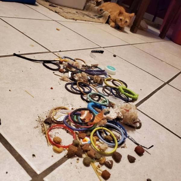 Cat Owners Know This (21 pics)