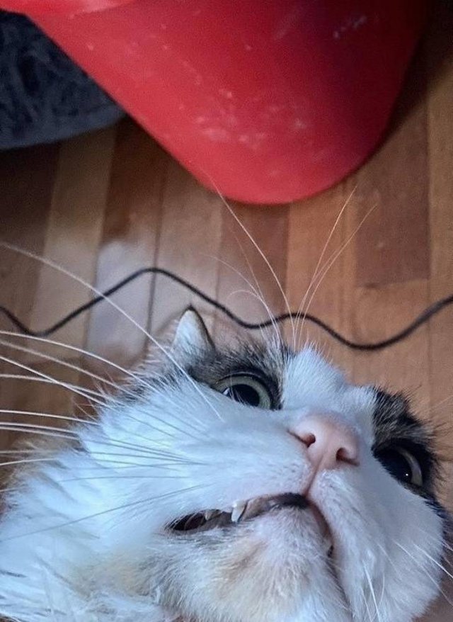 Never Leave Pets Alone (22 pics) Never Leave Pets Alone (22 pics)
