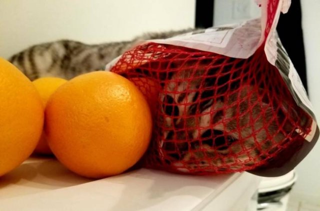 Cat Owners Know This (21 pics)
