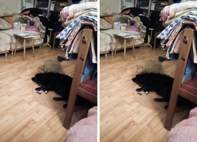 Never Leave Pets Alone (22 pics) Never Leave Pets Alone (22 pics)
