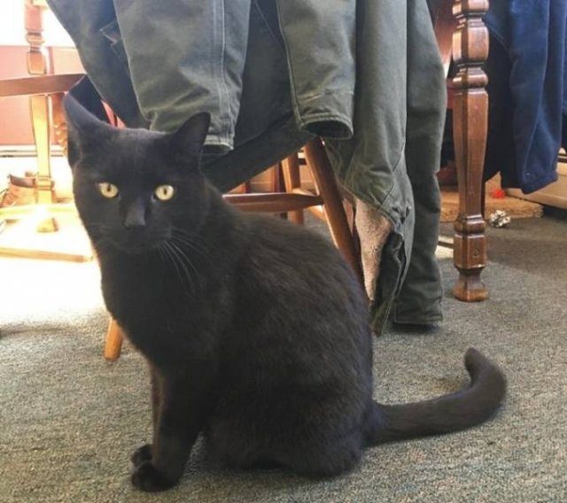 Cat Owners Know This (21 pics)