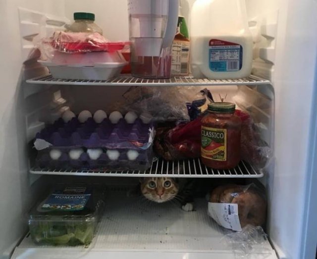 Cat Owners Know This (21 pics)