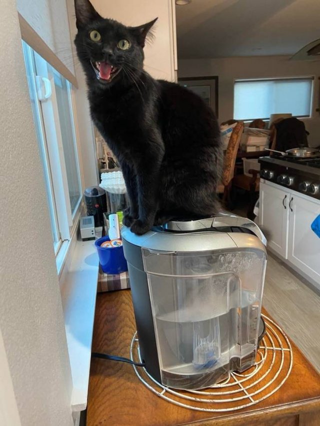 Never Leave Pets Alone (22 pics) Never Leave Pets Alone (22 pics)