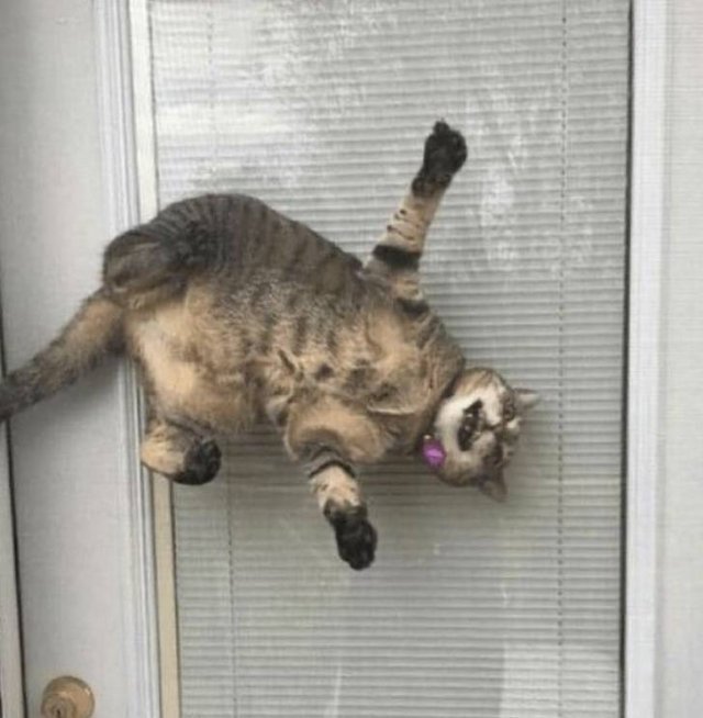 Cat Owners Know This (21 pics)